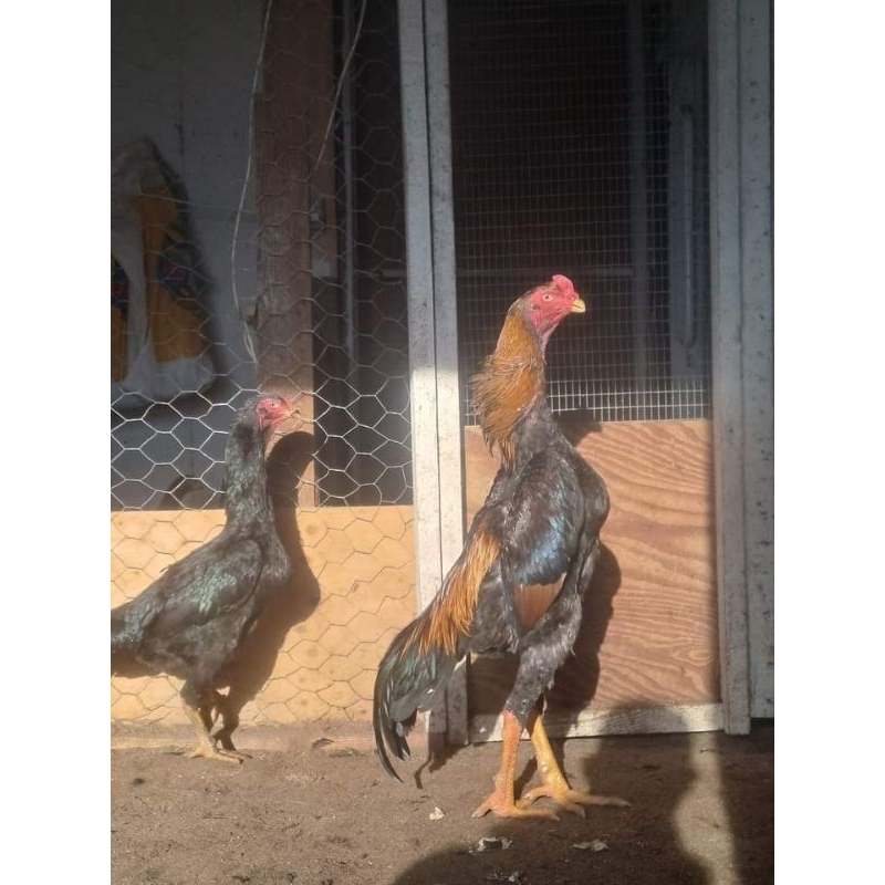 Telor Tetas Fertil Ayam Shamo Jepang ORI Tulangan Tebal Besar