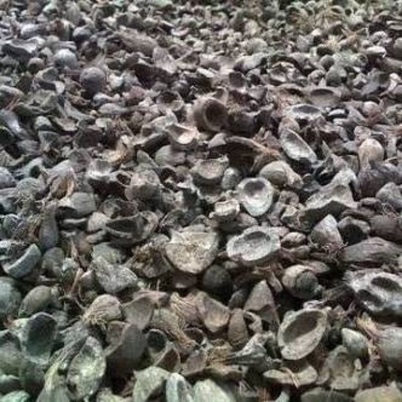 Cangkang Sawit non Screening / Palm Kernel Shell non Screening