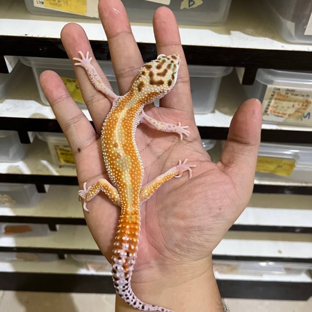 EMERINE RS CBA440 JANTAN Mainan Anak Lucu Jinak Gecko Geko Leopard Gecko