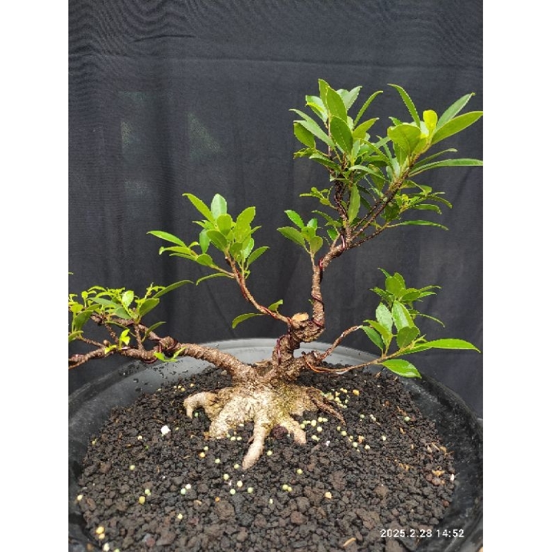 Bahan Bonsai Kimeng Tahapan (Uk. Mame-Small Real Pict)