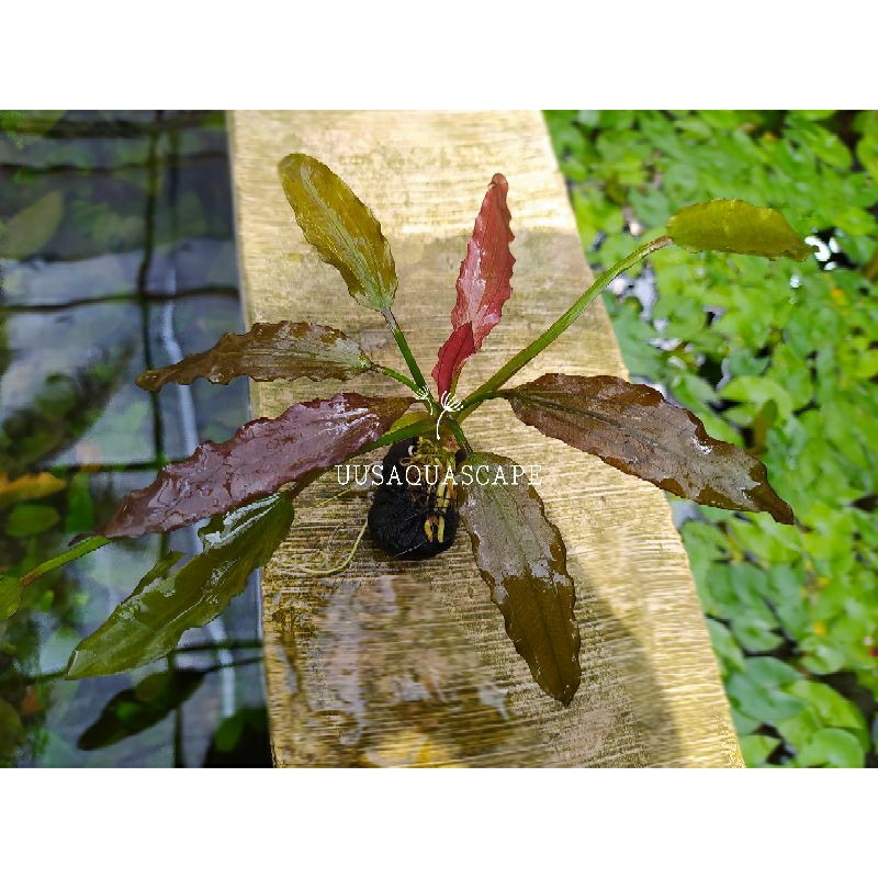 echinodorus red special full air media wabikusa tanaman aquascape