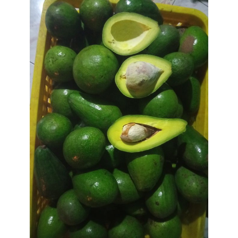 

ALPUKAT MENTEGA