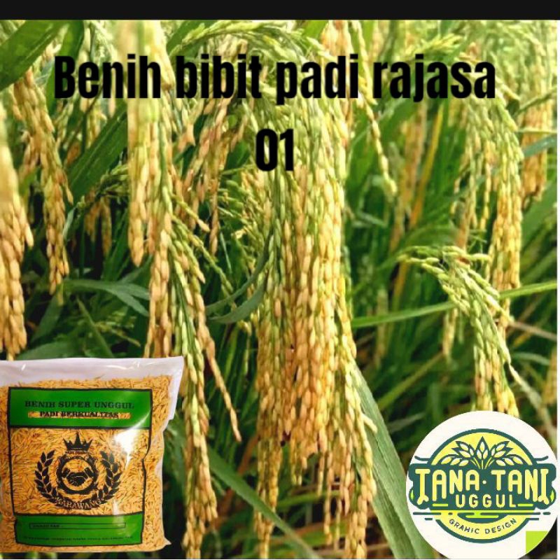 Benih bibit padi rajasa 01 ,1KG