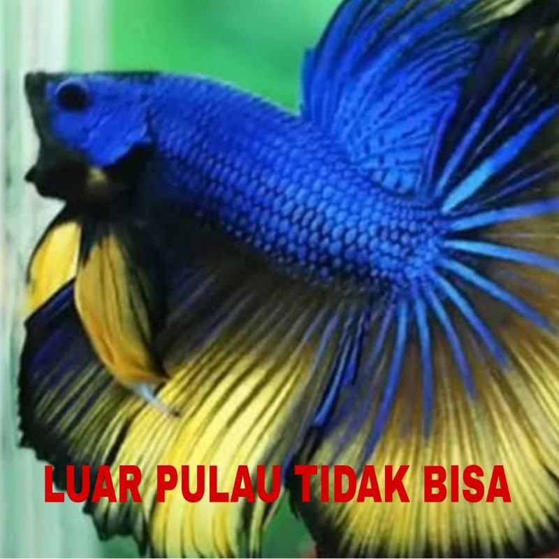 IKAN CUPANG HALFMOON SZ L isi 7