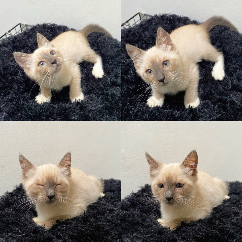 kucing ras siam x himalaya kitten