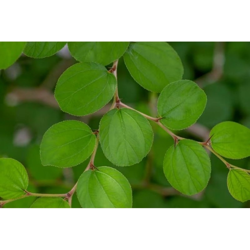 

Daun Bidara