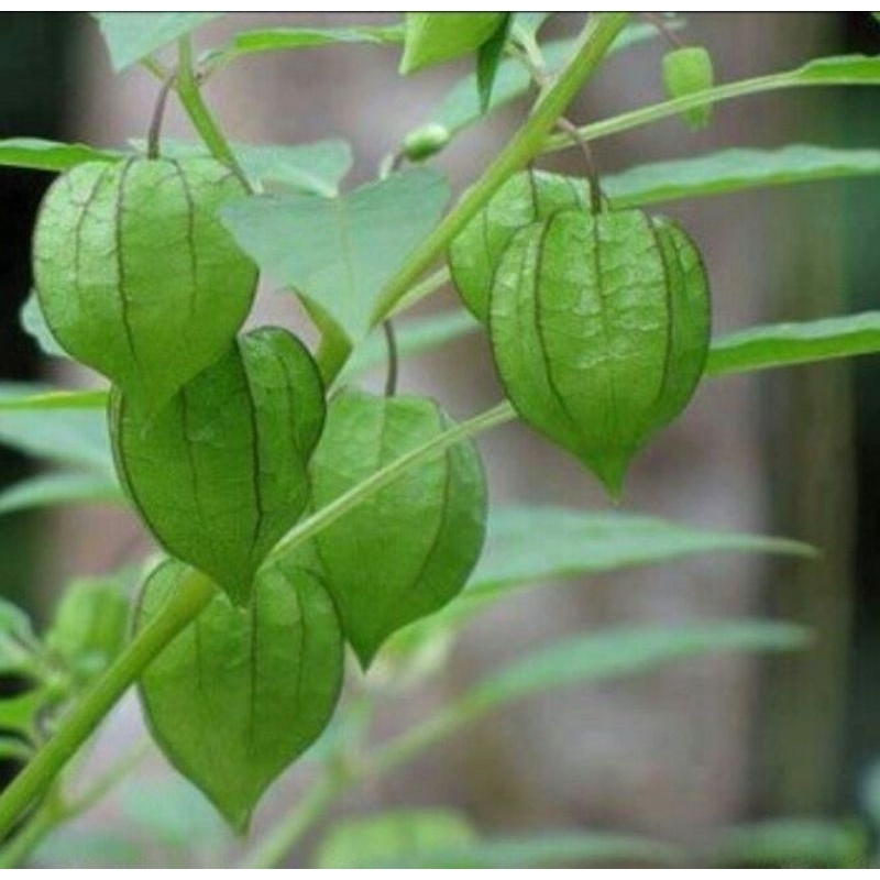 

cecendet/ciplukan akar batang daun buah