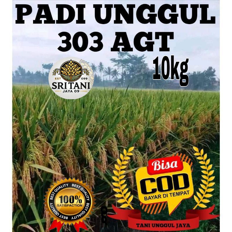 Benih/bibit padi 303-AGT SUPER UNGGUL (10KG) padi unggul berkualitas 100%