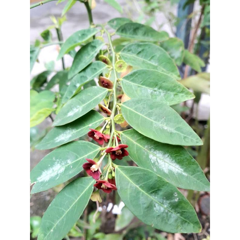 

Daun Katuk segar spesial (kemasan 150gram)
