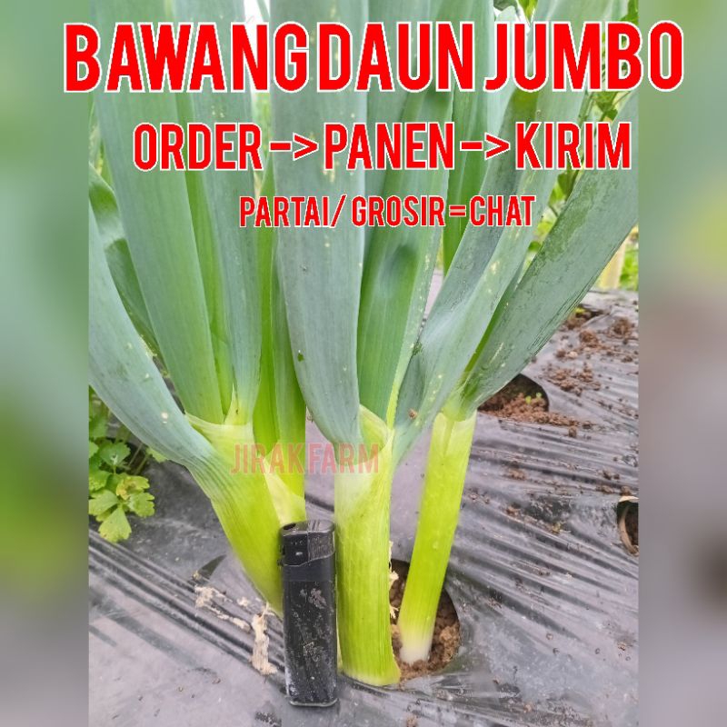 

Bawang daun prei jumbo bukittinggi mudiak murah