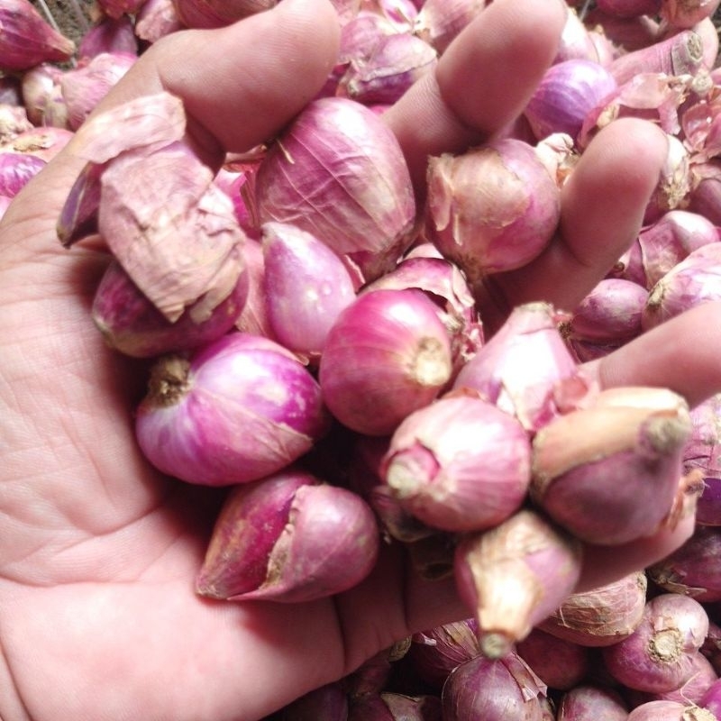 

bawang merah tanggung 1kg asli Nganjuk