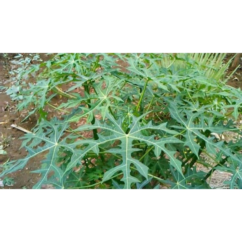 

TERMURAH DAUN GEDI /SAYUR GEDIsegar baru petik 100gram