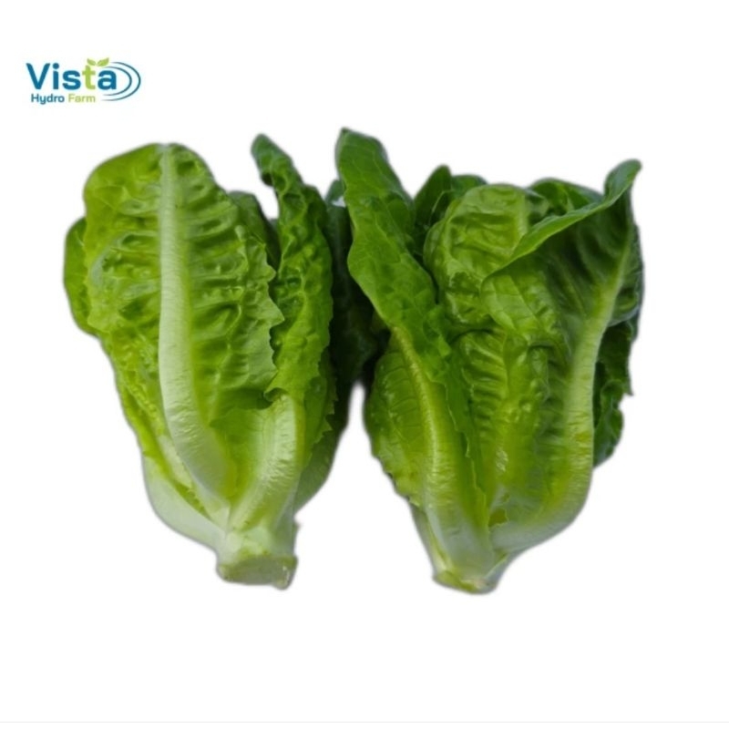

Selada Baby Cos Romaine Lettuce 750 Gram hidroponik