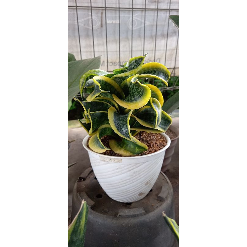 Sansevieria Twister Tsunami
