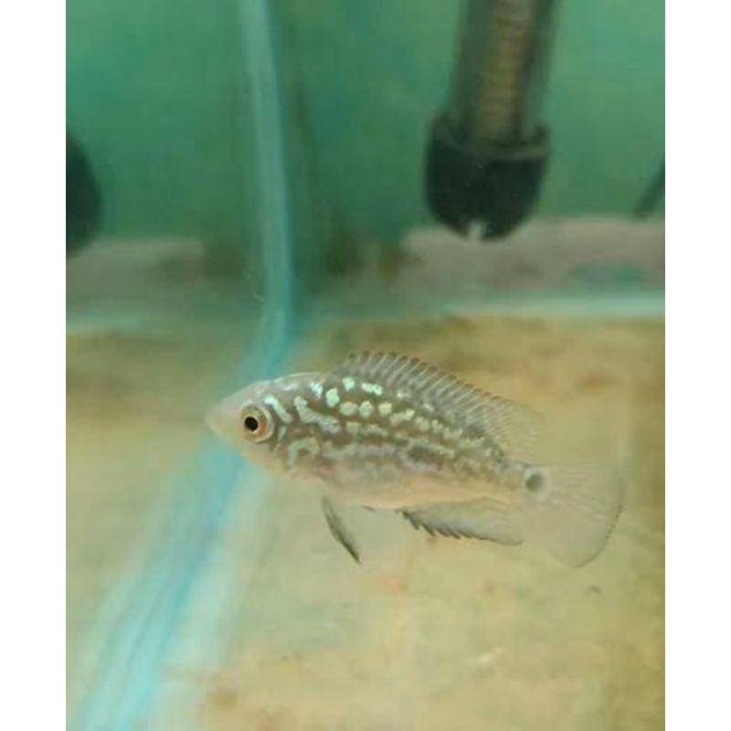 Burayak Louhan Kamfa F3 / Lohan Kamfa F3 / anakan louhan