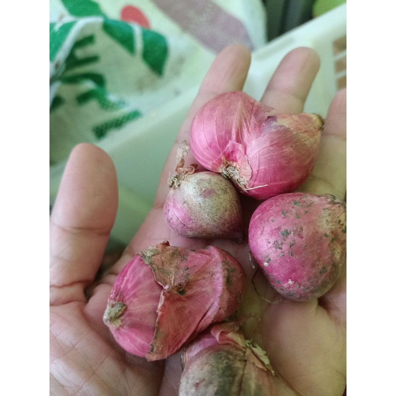 

bawangmerah