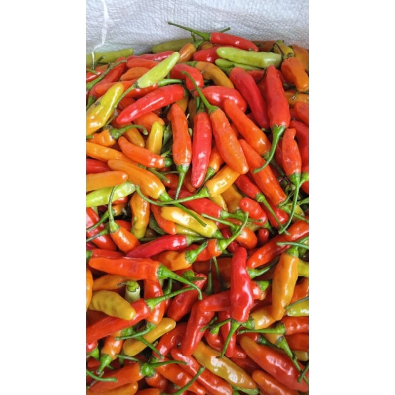 

Cabai Rawit Original Fresh Cabe Domba Fresh 1Kg/500gram