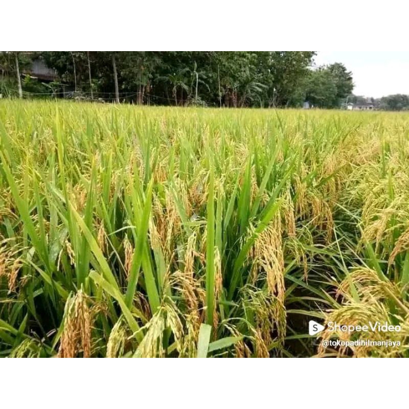 BENIH PADI INPARI 32 1KG