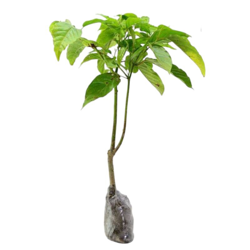 ( BISA COD ) Tanaman Hias Bunga Kenanga Pohon Kenanga / Tanaman Hidup Bunga Kenanga Bunga Hias Bunga