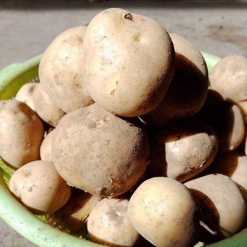 

kentang Granola/kentang sayur/spek P'L termurah