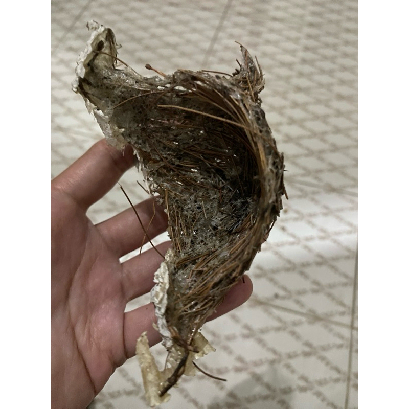 sarang burung sriti pinus 1000gr
