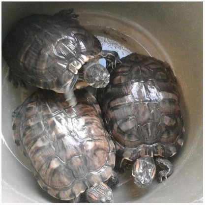 Kura Kura Brazil Indukan Dewasa