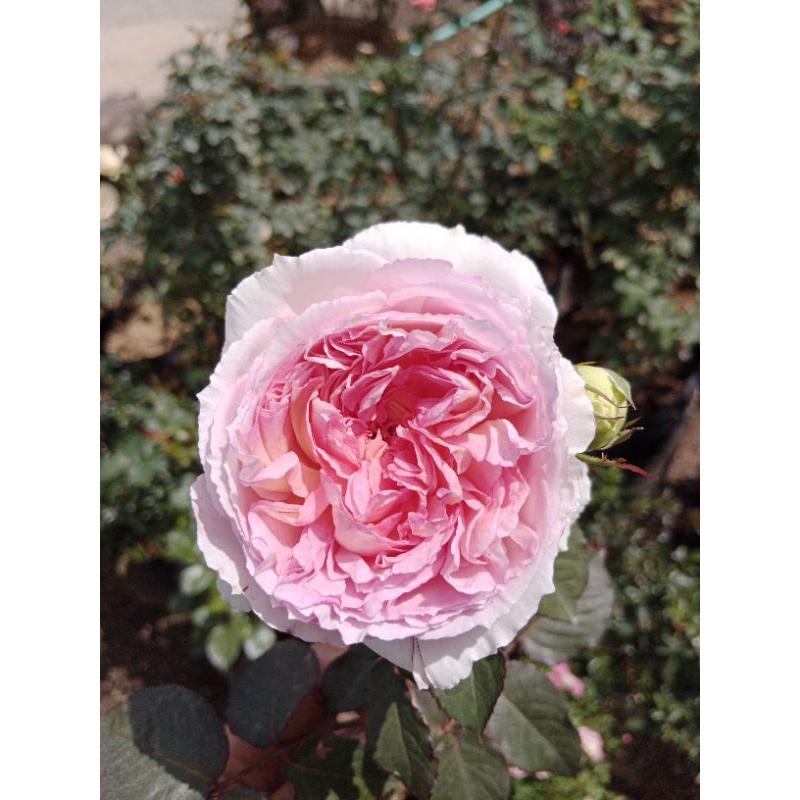 Mawar import Traumerei, mawar wangi