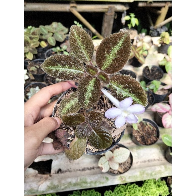episcia blue nile