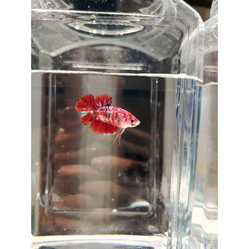[BEST SELLER] Cupang Koi Galaxy Plakat-MALE ONLY