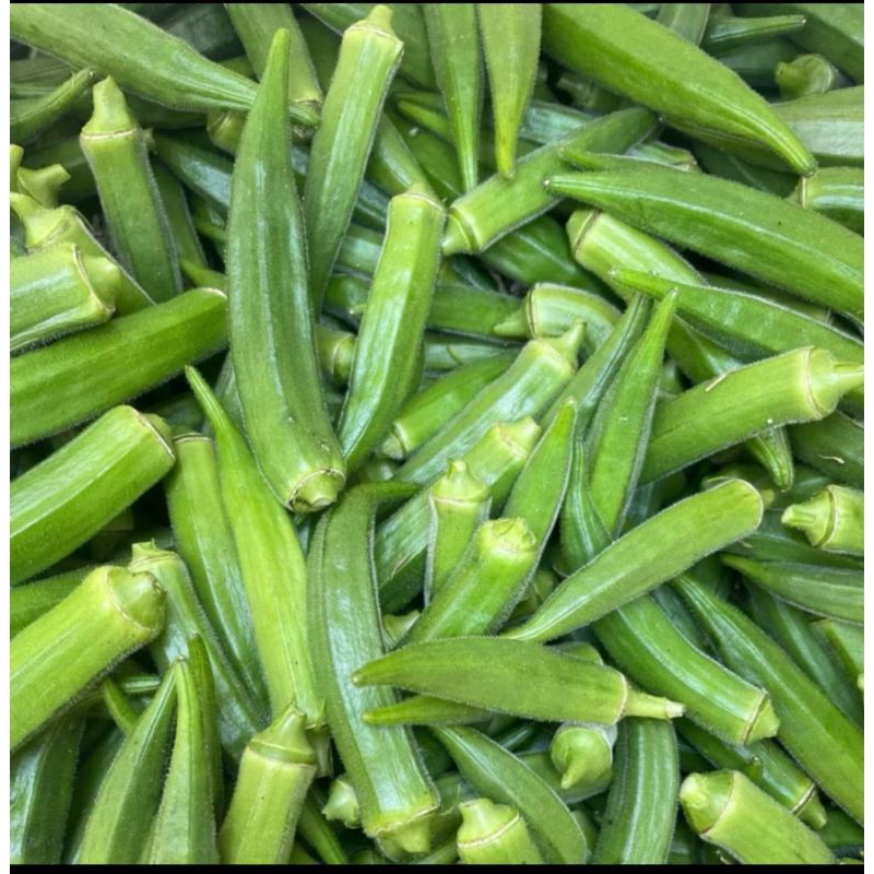 

Okra fresh muda