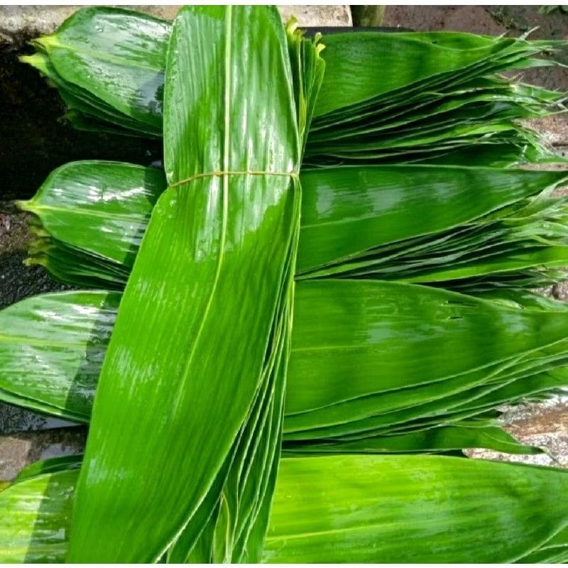 

Daun bambu bungkus bakcang bacang/Daun Bambu Bungkus bakcang ukuran jumbo 5 cm(5 jari)