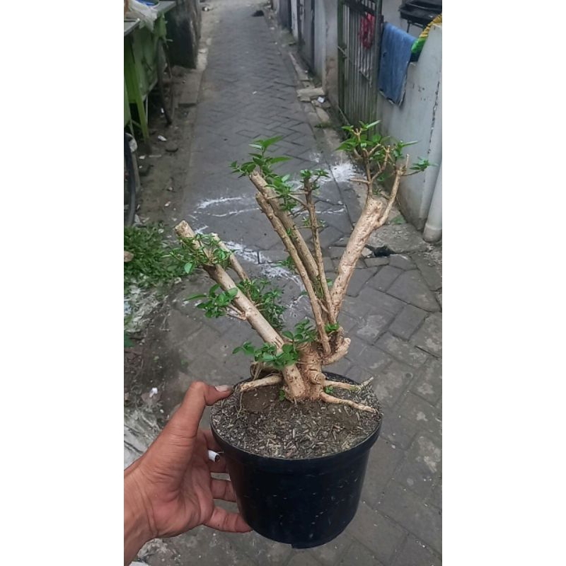 sancang bahan Lumayan besar