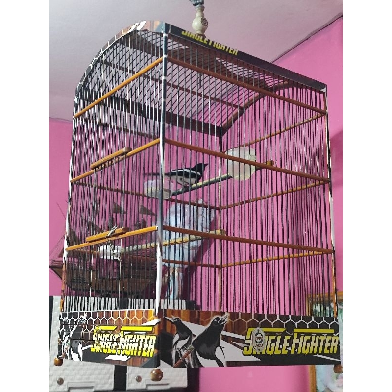 burung kacer jantan (Khusus sameday/instan)
