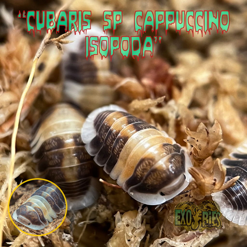 Isopod Cubaris Sp Cappuccino Isopoda Sp Cappuccino Isopod Pengurai Bioactive Paludarium & Vivarium