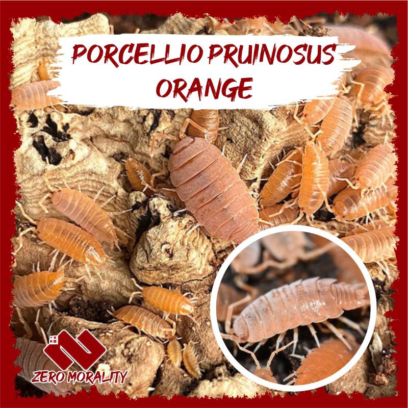 ISOPOD PRUINOSUS ORANGE