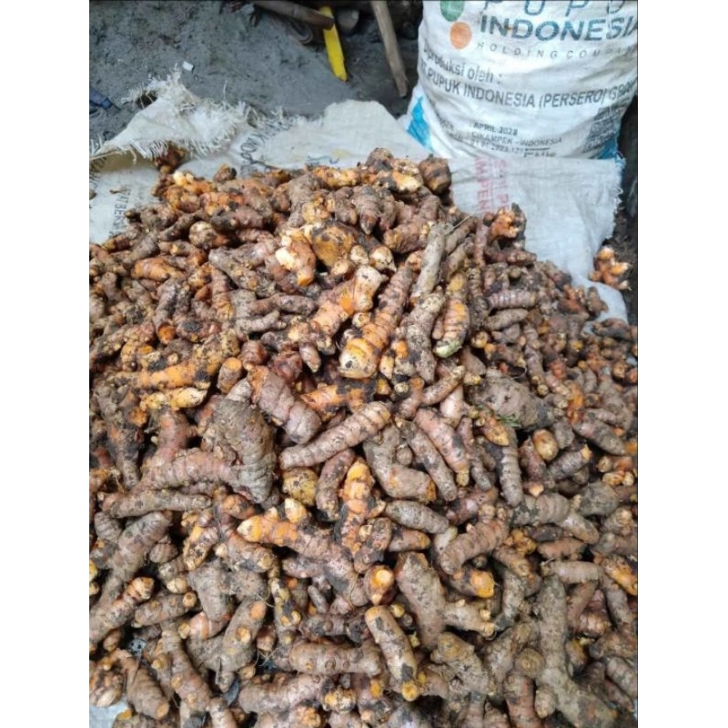 

kunyit/koneng segar 1000gr