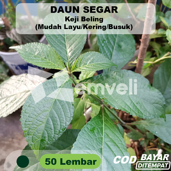 

Daun Kejibeling Keji Beling Kecibeling 50 Lembar