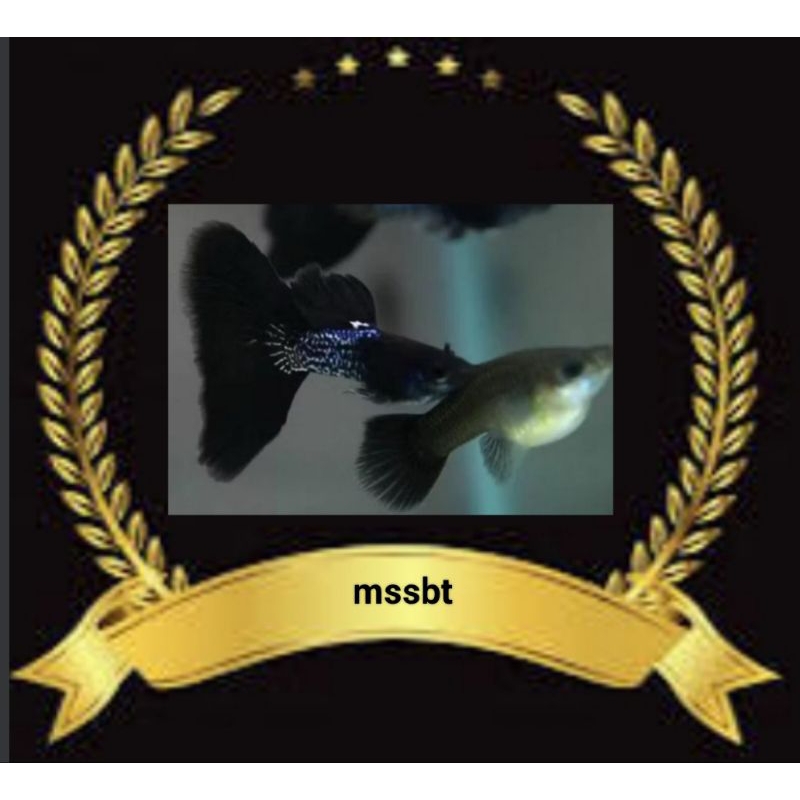 STIKER UNIK GUPPY MSSBT
