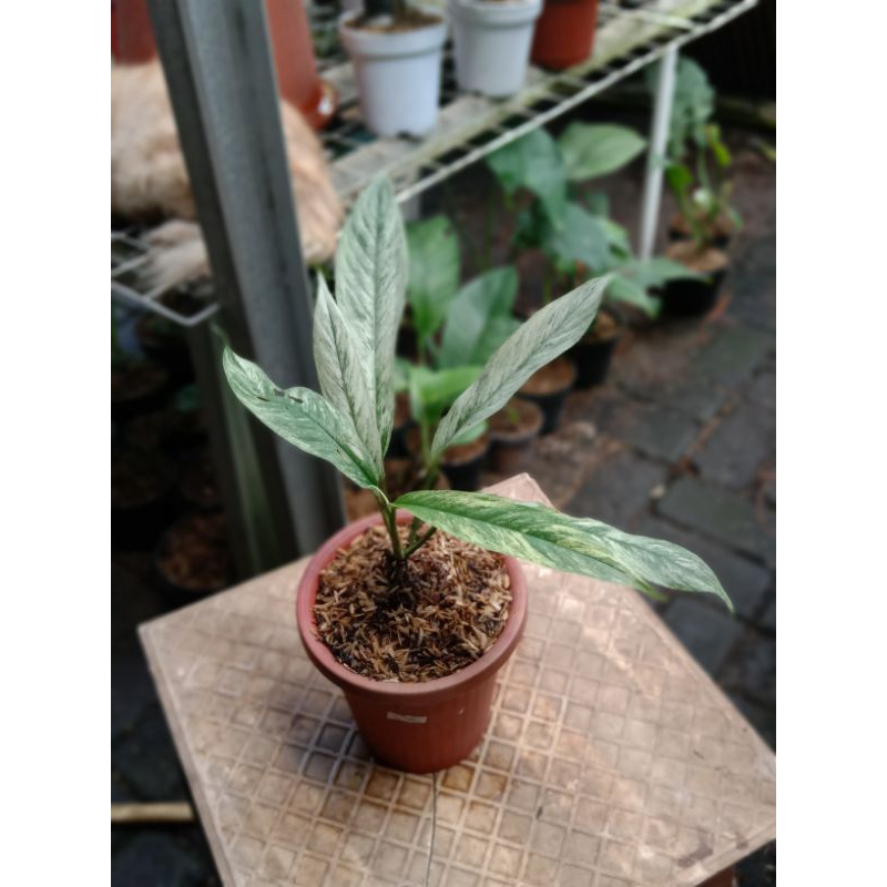 RHAPIDOPHORA MEGASPERMA VARIGATA