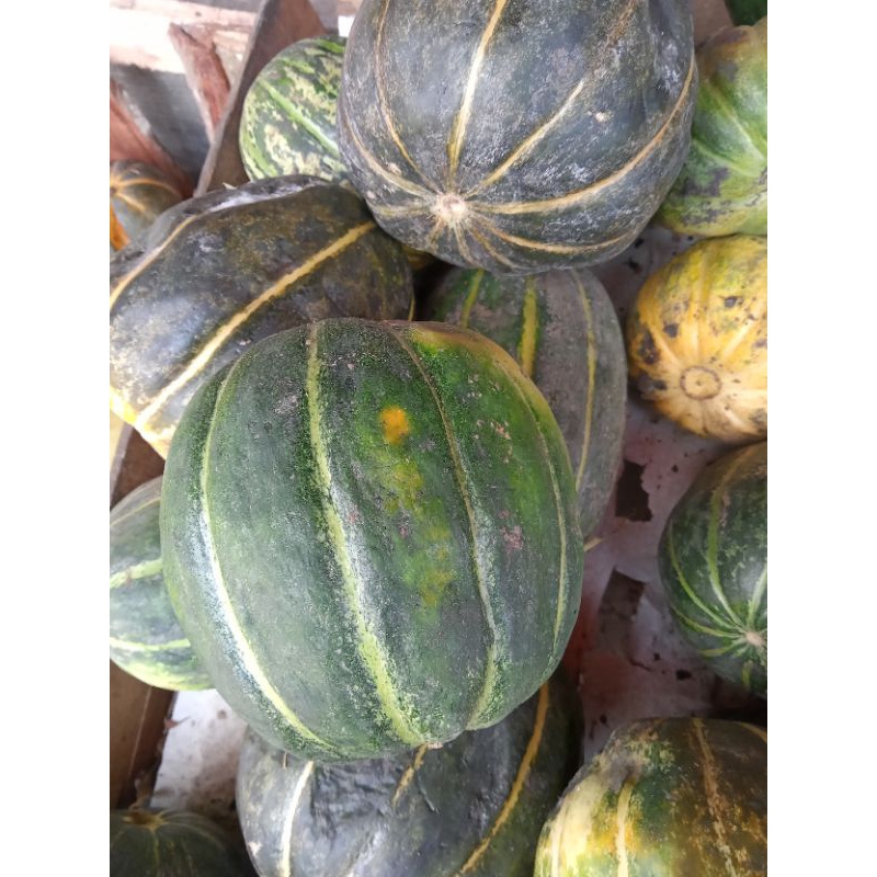 

Blewah | blewah fresh | buah blewah harum | sekitar +- 1.2 kiloan