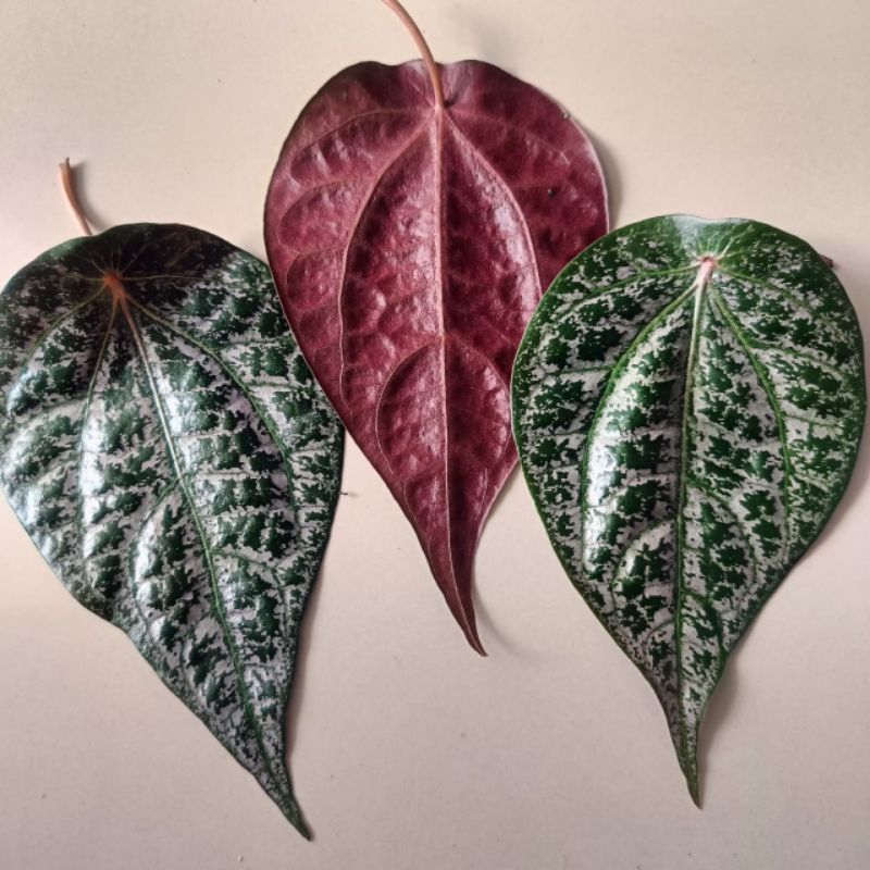 

Daun Sirih merah
