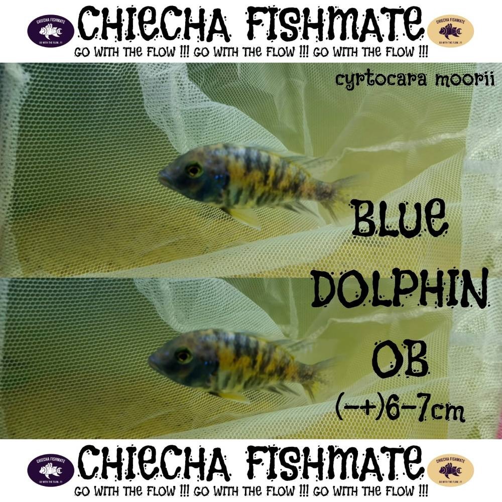 Chiecha Fishmate Cytocara Moorii Blue Dolphin OB (7-8cm) Cichlid Afrika Blue Moorrii OB