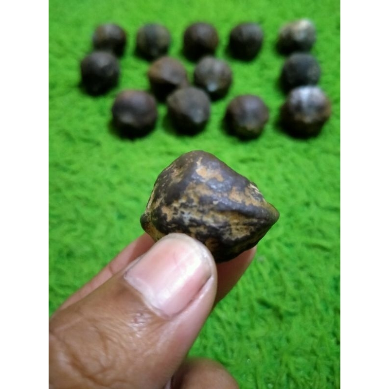 

Muncang jenis mayit domba ORI 100%