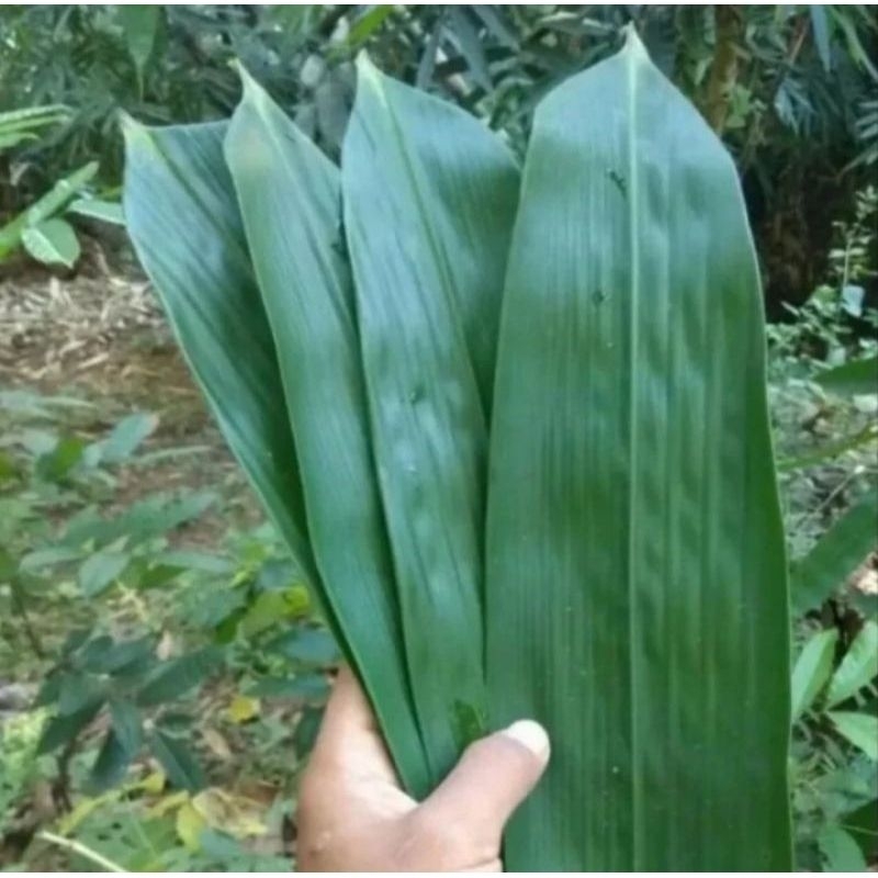 

Daun bambu segar 100 lembar daun bambu bungkus bacang