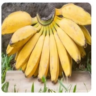 

Buah Pisang Kepok 800 Gram
