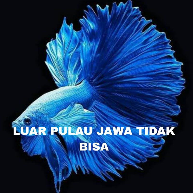 ikan cupang halfmoon sz L isi 15 bergaransi