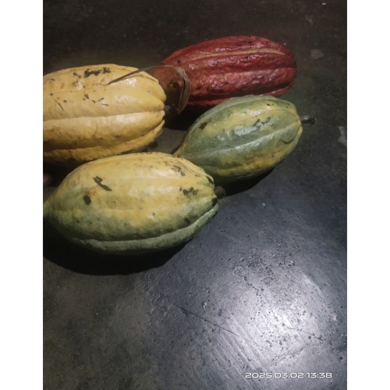 benih biji coklat unggul/kakao