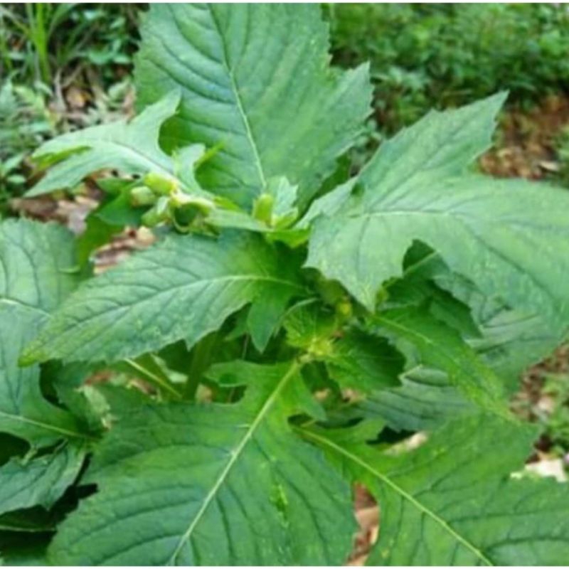 

Daun sintrong 250gram lalapan herbal