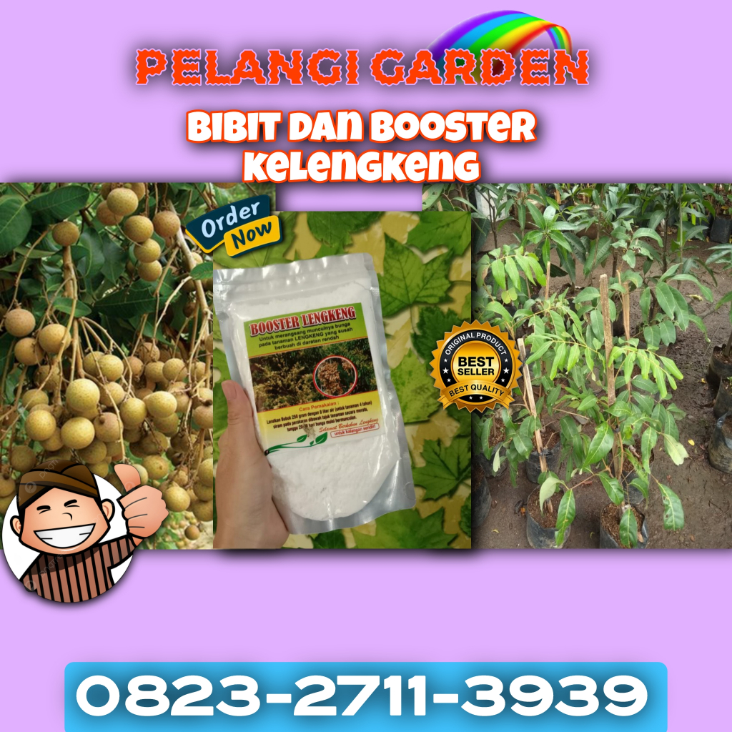 SOLUSI AMPUH  Booster Kelengkeng Cangkokan