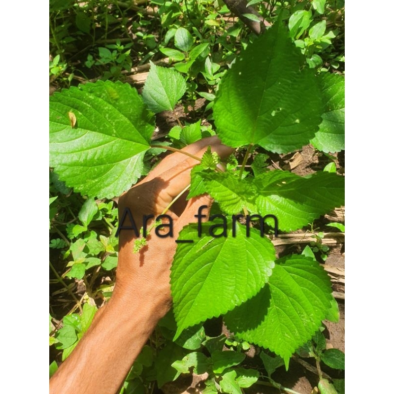 

daun jelatang pohon jelatang gatal 1kg